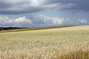 Cloudy Landscape Photography Drucke: Wheat field in a thunderstorm