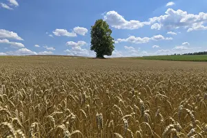 Wheat Field Summer Drucke: Wheat field with tree in the summer