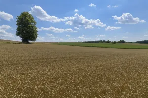 Summer Wheat Cultivation Drucke: Wheat field with tree in the summer