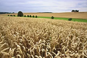 Summer Wheat Cultivation Drucke: Wheat fields at the end of summer, fully ripe