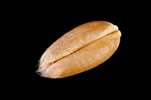 Close Up Wheat Drucke: Wheat grain