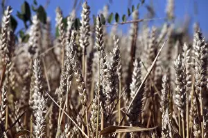 Wheat Field Drucke: Wheat growing in field