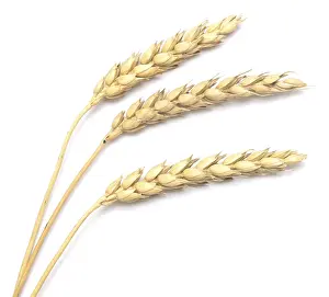 Agricultural Crop Images Drucke: Wheat isolated on white background