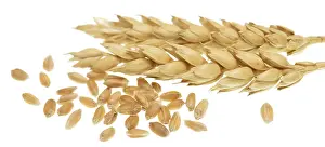 White Background Wheat Drucke: Wheat isolated on white background
