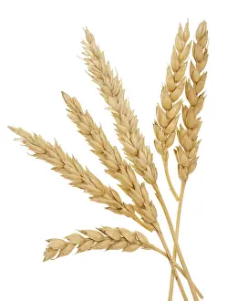 Agricultural Crop Images Drucke: Wheat isolated on white background