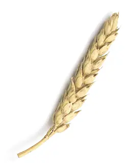 Agriculture Photography Drucke: Wheat isolated on white background
