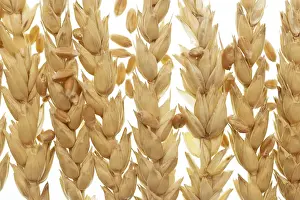 White Background Wheat Drucke: Wheat isolated on white background