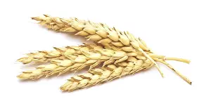 Agricultural Crop Photo Drucke: Wheat isolated on white background