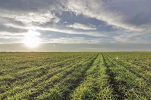 Agricultural Crops Drucke: Wheat seedlings growing in a field
