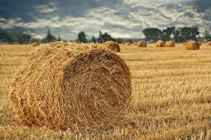 Evening Light Landscape Photo Drucke: Wheat straw rolls on the field at sunset