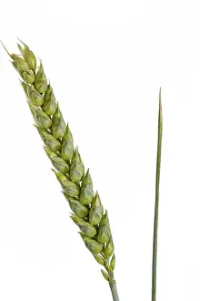 Food Photography Wheat Drucke: Wheat on a white background
