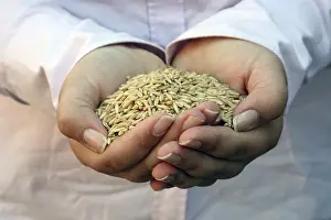 Uninhabited Agricultural Landscape Drucke: Wheat in woman's hand
Wheat in woman's hand
