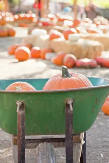 Harvest Season Drucke: Wheelbarrow Carrying Pumpkins at the Pumpkin Patch