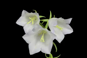 Deserted Plant Photography Drucke: White Bellflower (Campanula), focus stack