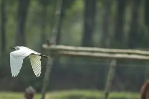 Tranquil Forest Scene Drucke: A white bird in mid-flight against a backdrop of a forest
