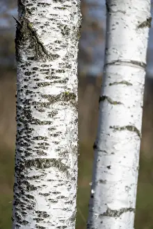 Deciduous Tree Photos Drucke: White-black, birch trunk