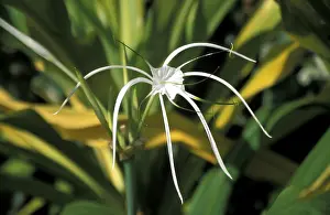 White Blossom Flower Drucke: White blossom