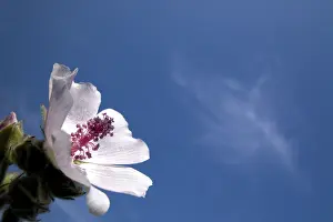 White Blossom Macro Drucke: White blossom