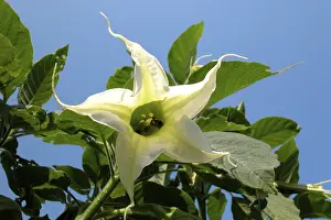 Ornamental Plant Images Drucke: White blossom