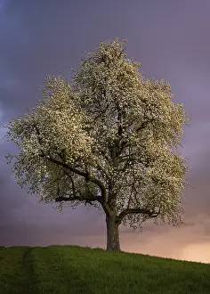 Atmospheric Evening Light Germany Drucke: A white blossoming fruit tree in a meadow in spring
