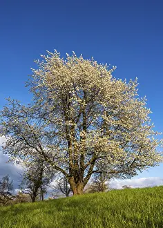 German Spring Landscape Drucke: A white blossoming fruit tree in a meadow in spring