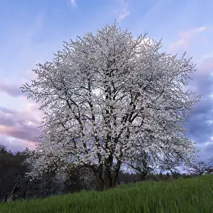 Deciduous Tree In Spring Drucke: A white blossoming fruit tree in a meadow in spring