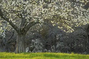 Uninhabited Orchard Trees Bloom Drucke: A white blossoming fruit tree in a meadow in spring