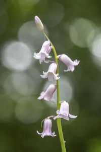 White Blossom Plant Drucke: White bluebell (Scilla non-scripta)