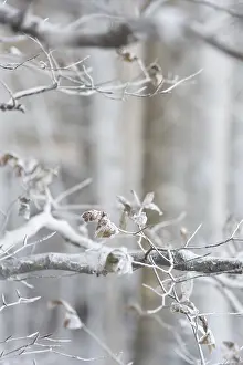 Denmark Landscape Photography Drucke: White branches caused by wind eroding chalk from chalk cliffs