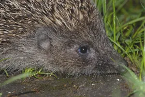 Insectivore Animal Drucke: White-breasted hedgehog