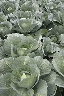 White Cabbage Drucke: White cabbage 1