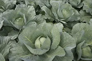 White Cabbage Drucke: White cabbage 4
