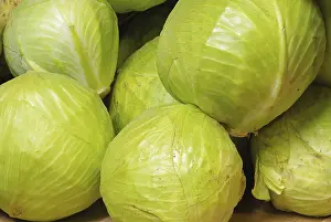 White Cabbage Nutrition Drucke: White cabbage