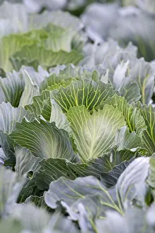 Empty Farm Field Landscape Drucke: White cabbage, close-up, field