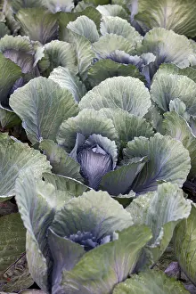 Southern Germany Farmland Drucke: White cabbage, white cabbage, close-up