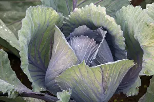 Detail View Of Cabbage Drucke: White cabbage, white cabbage, close-up
