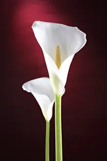 Botany Studio Shot Drucke: White calla