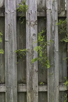 Drucke von Weißzeder (Thuja occidentalis) Zweige wachsen durch eine Holzbalken-Einfriedung auf einem Wohngrundstück in der Sommerzeit, Quebec, Kanada Occidentalis Drucke: Weißzeder (Thuja occidentalis)