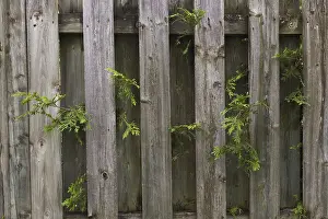 Drucke von Weißzeder (Thuja occidentalis) - Heckenäste wachsen durch eine Holzbalkenpforte auf einem Wohngrundstücksgrenze im Sommer, Quebec, Kanada Occidentalis Drucke: Weißzeder (Thuja occidentalis)