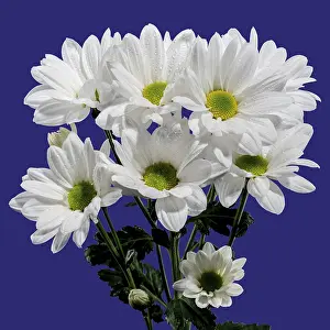 Close Up Flower Head Drucke: White chamomile on a blue background