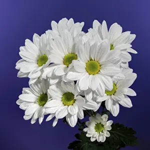 Eastern European Blooms Drucke: White chamomile on a blue background