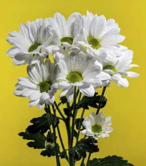 White Chamomile Drucke: White chamomile on a yellow background