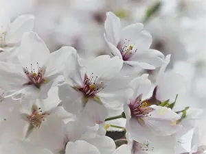 White Cherry Blossoms Drucke: White cherry blossoms in full bloom against a blurred background