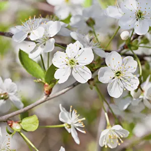 Deserted Orchard Scene Drucke: White cherry blossoms in spring close up