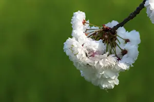 White Cherry Blossoms Drucke: White cherry tree blossoms in spring, close up