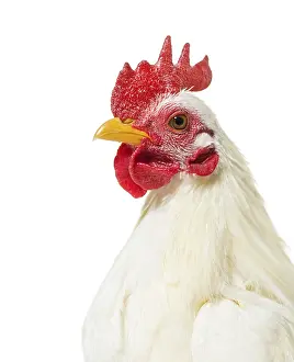 Landfowl Photography Drucke: White chicken against white background