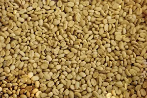 Empty White Background Drucke: White Cofee beans drying close up background