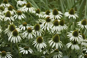 White Flowering Plants Drucke: White coneflower