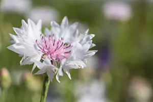 Centaurea Cyanus Drucke: White Cornflower (Centaurea cyanus)