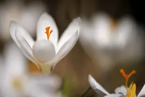 Botanical Detail View Drucke: White crocus (Crocus) crocus meadow at back